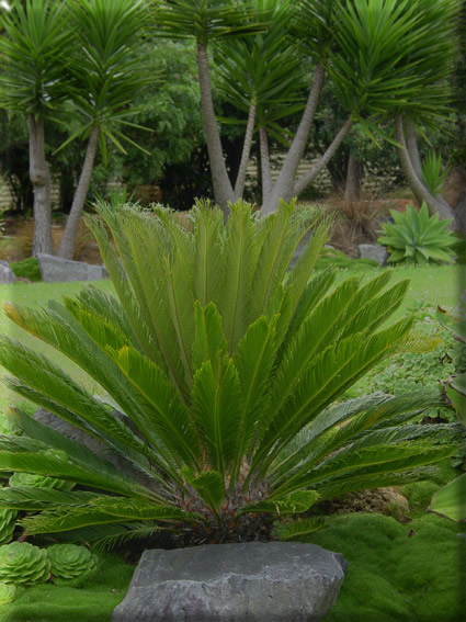 Cycas rev